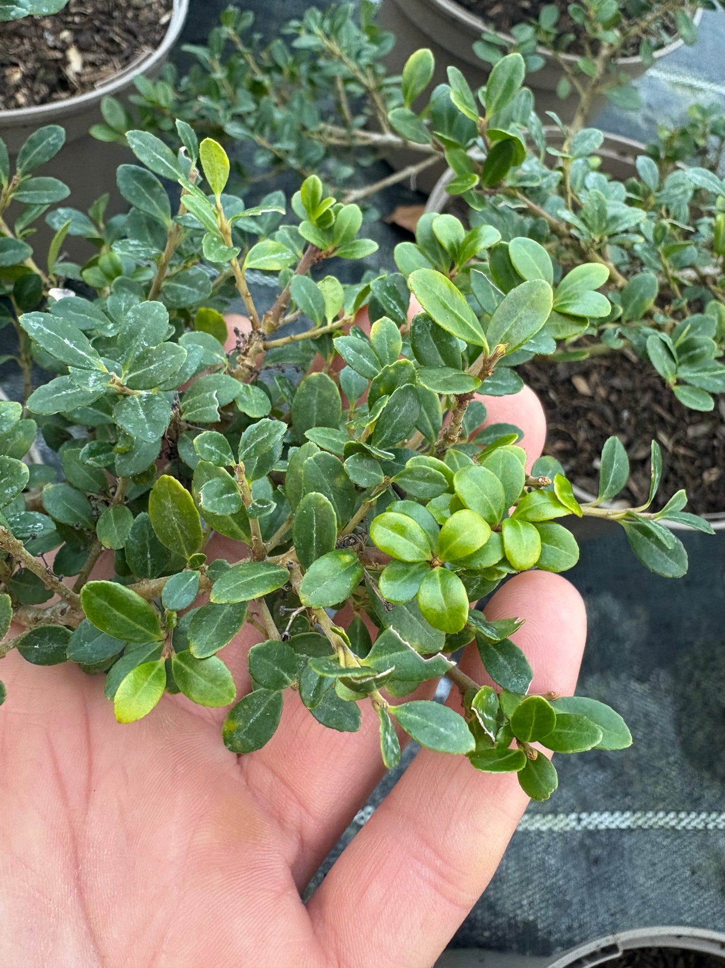 Ilex crenata