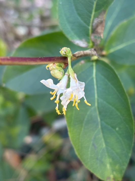 Lonicera fragrantissima