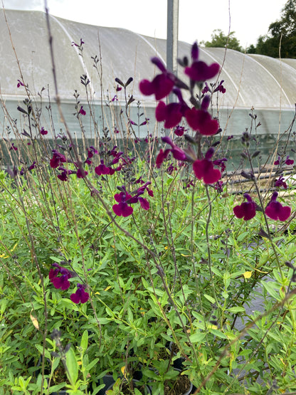 Salvia Night moth (Nachtvlinder) AGM - Champion Plants