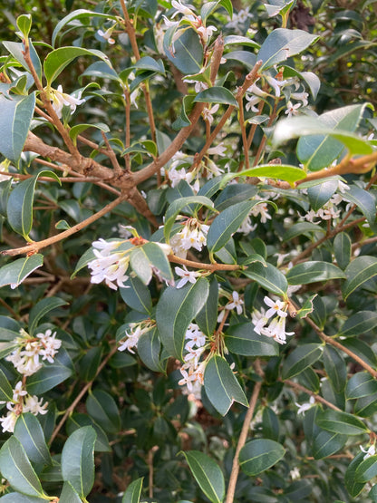 Osmanthus x burkwoodii