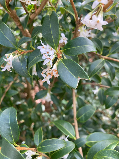 Osmanthus x burkwoodii