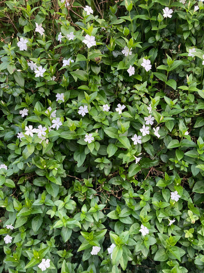 Vinca difformis Snowmound