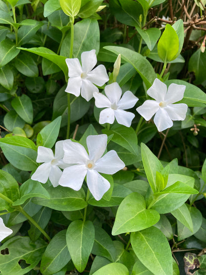 Vinca difformis Snowmound