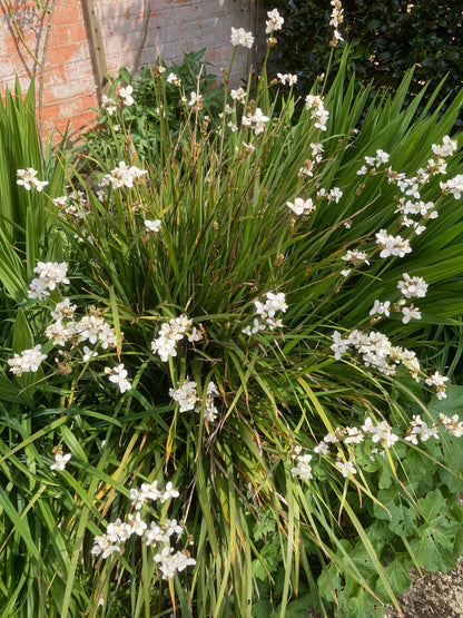 Libertia grandiflora