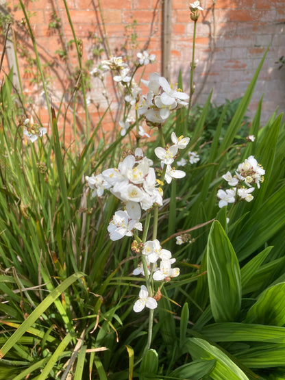 Libertia grandiflora