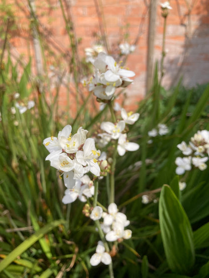 Libertia grandiflora