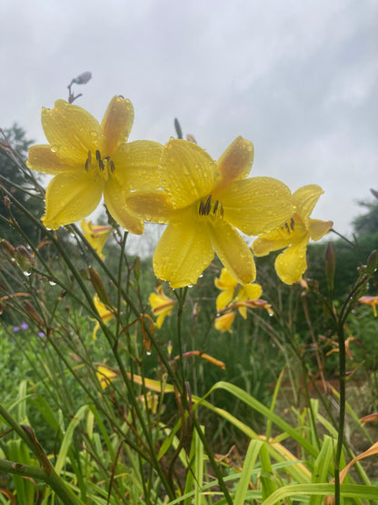 Hemerocallis 'Corky'