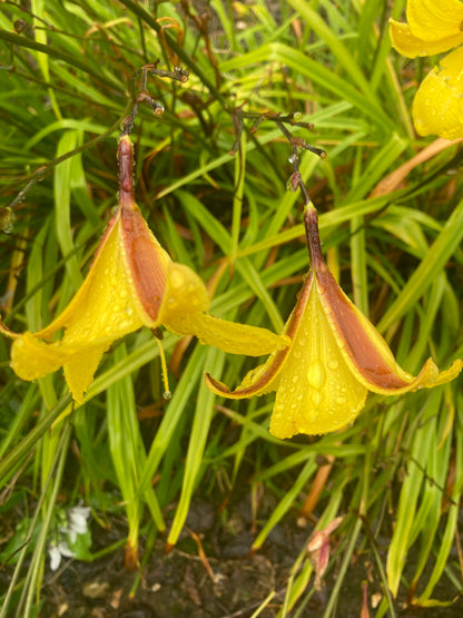 Hemerocallis 'Corky'