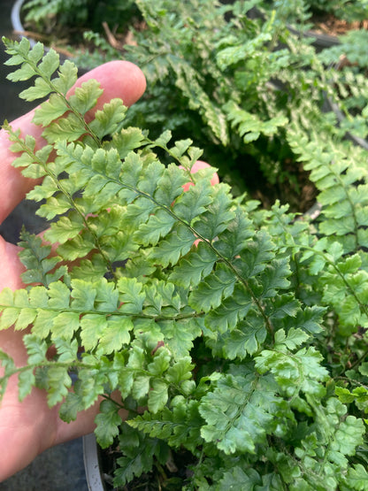 Polystichum yunnanense