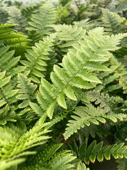 Dryopteris kuratae