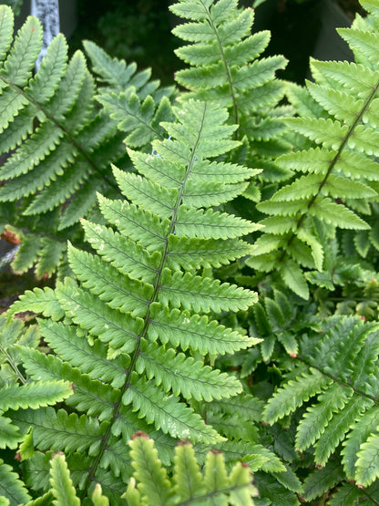 Dryopteris kuratae