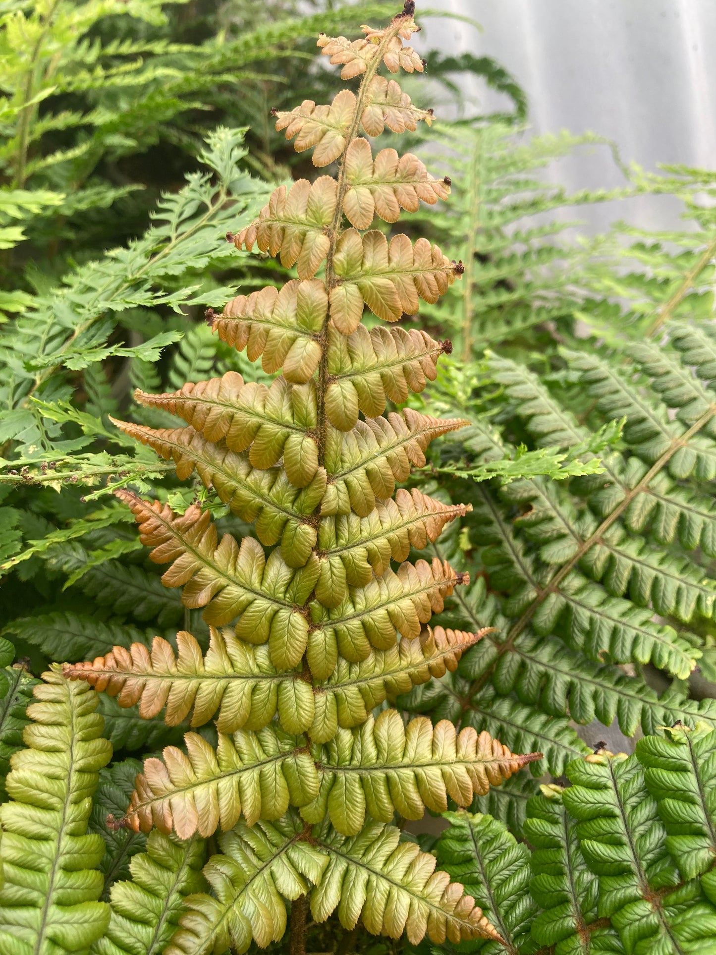 Dryopteris wallichiana Jurrasic Gold