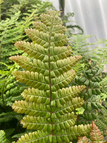 Dryopteris wallichiana Jurrasic Gold