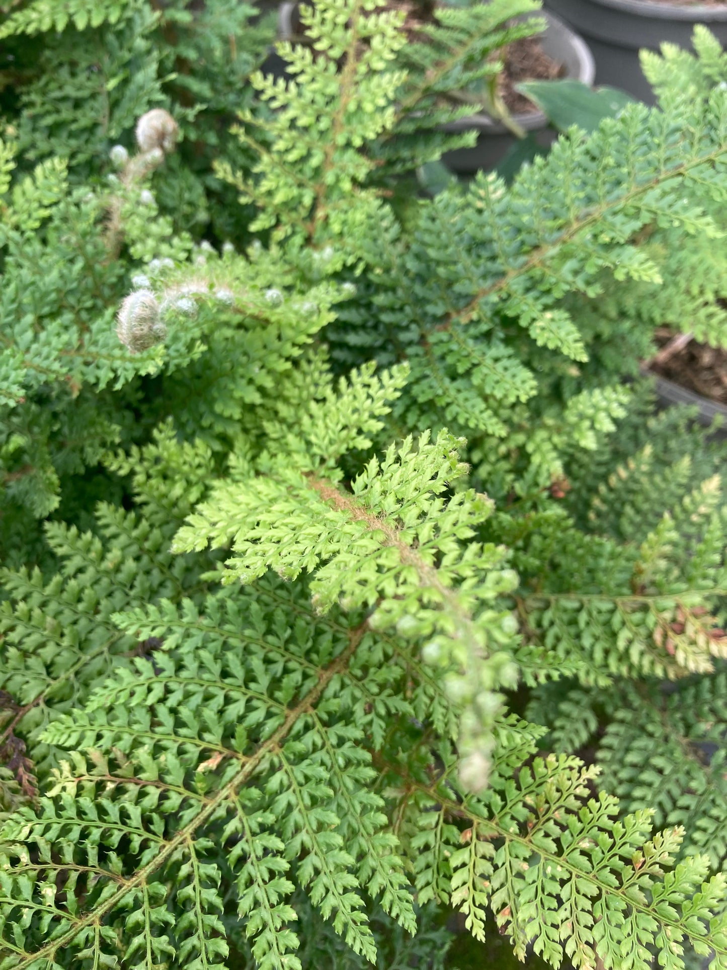 Polystichum setiferum Proliferum