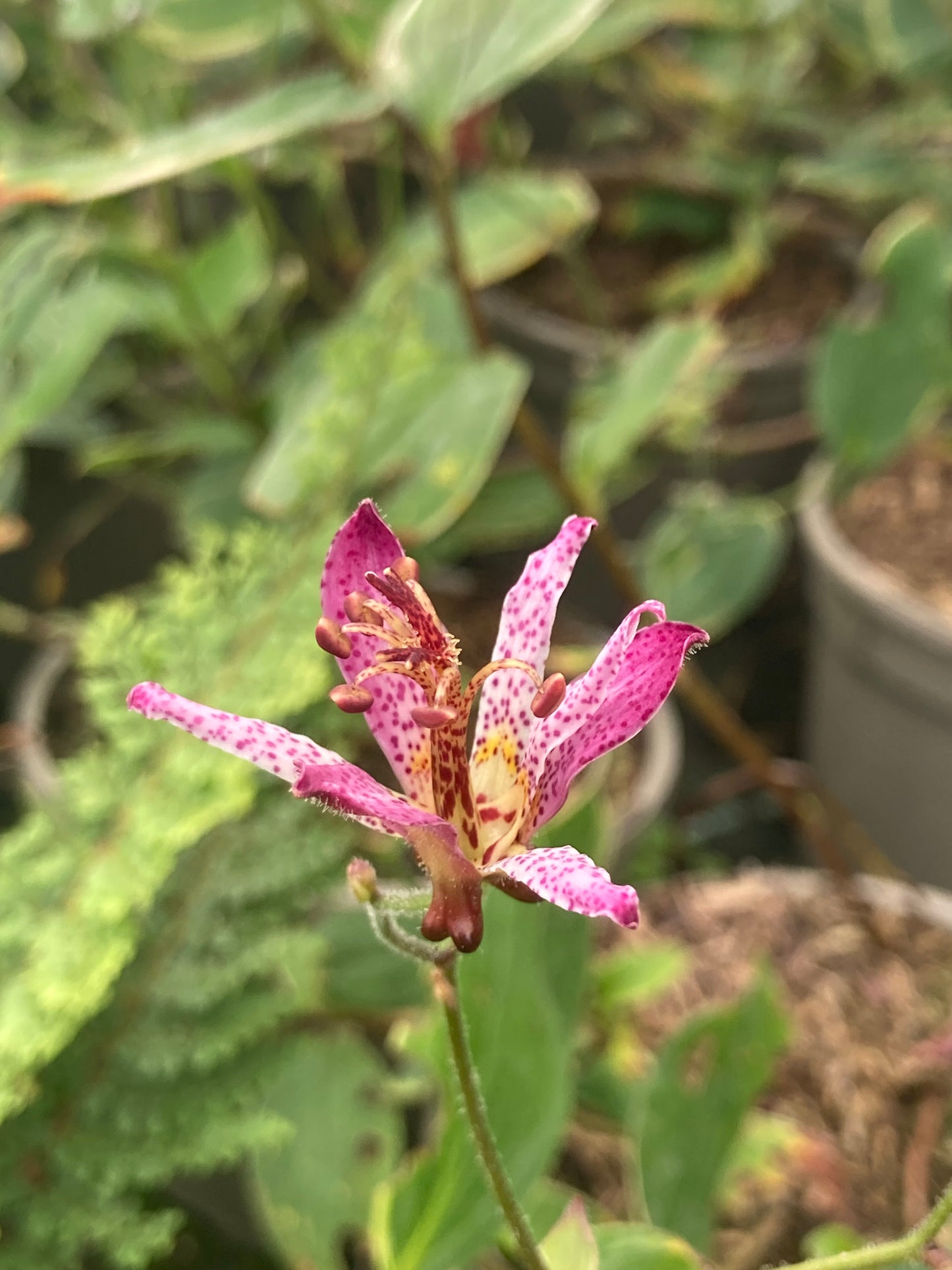 Tricyrtis formosana 'Samurai'