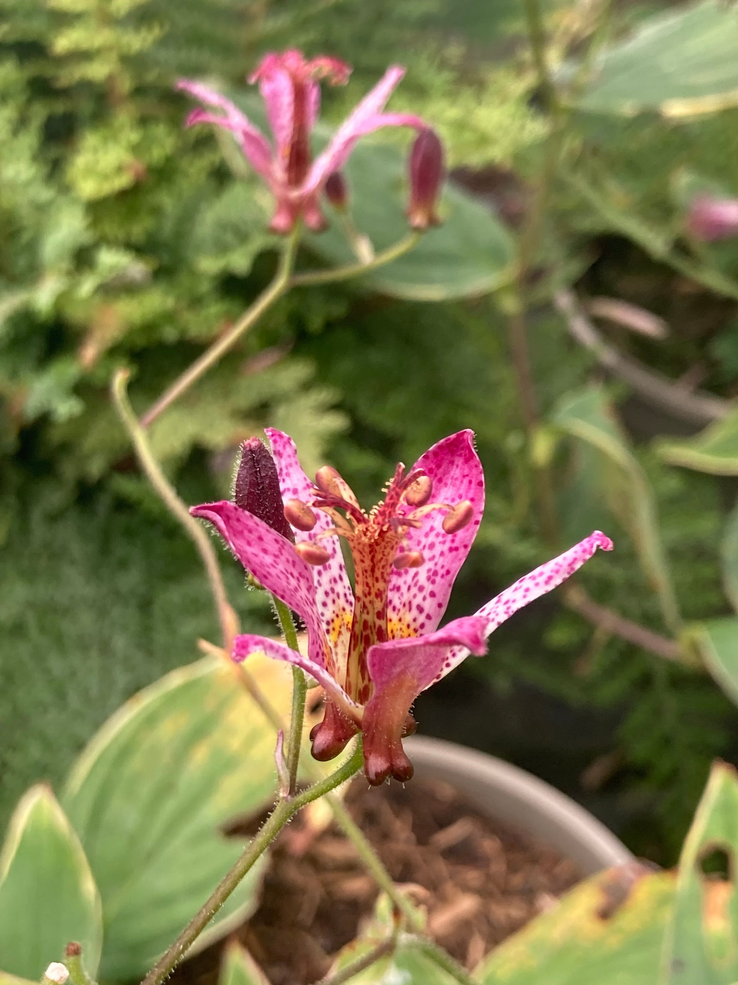 Tricyrtis formosana 'Samurai'