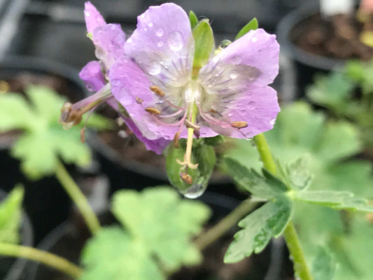 Geranium phaeum Lilacina - Champion Plants