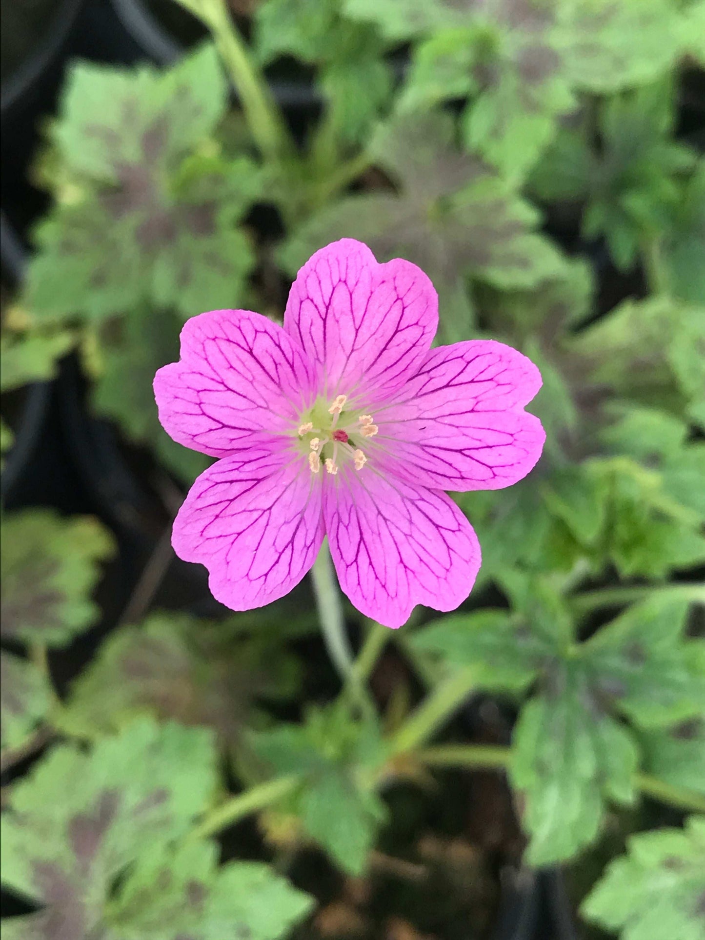 Geranium × oxonianum Elworthy Misty - Champion Plants