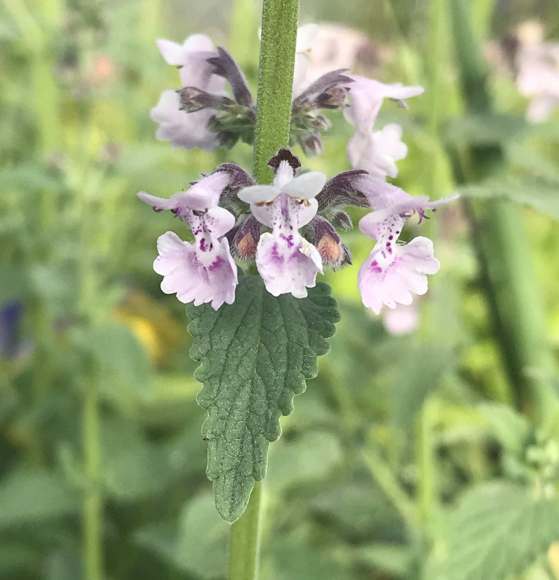 Nepeta racemosa Amelia - Champion Plants