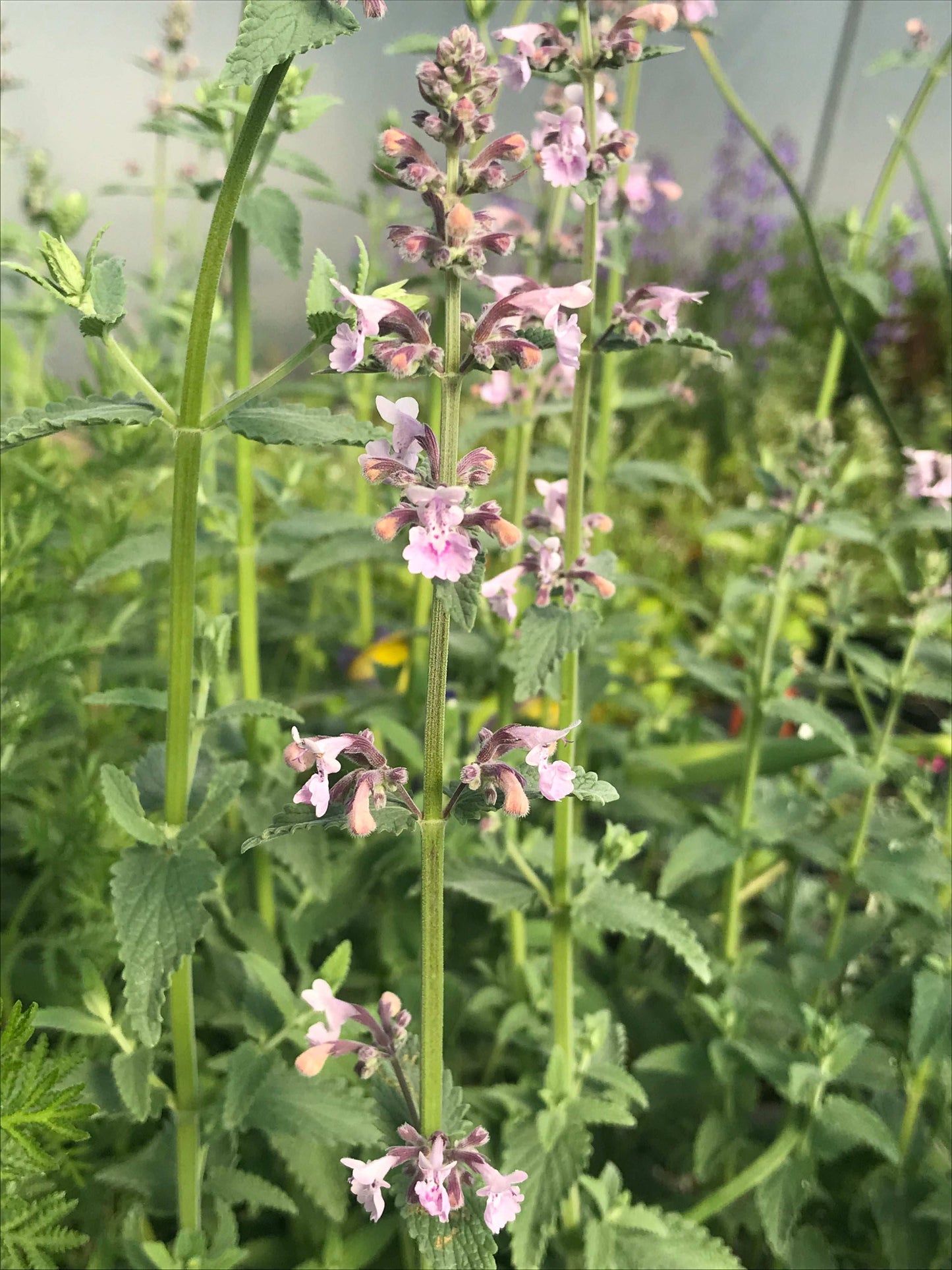 Nepeta racemosa Amelia - Champion Plants