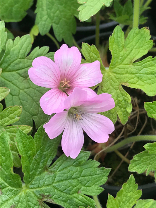 Geranium × oxonianum Lambrook Gillian - Champion Plants