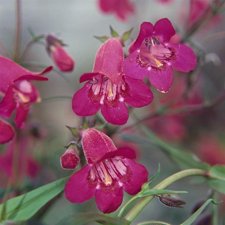 Penstemon Garnet - Champion Plants