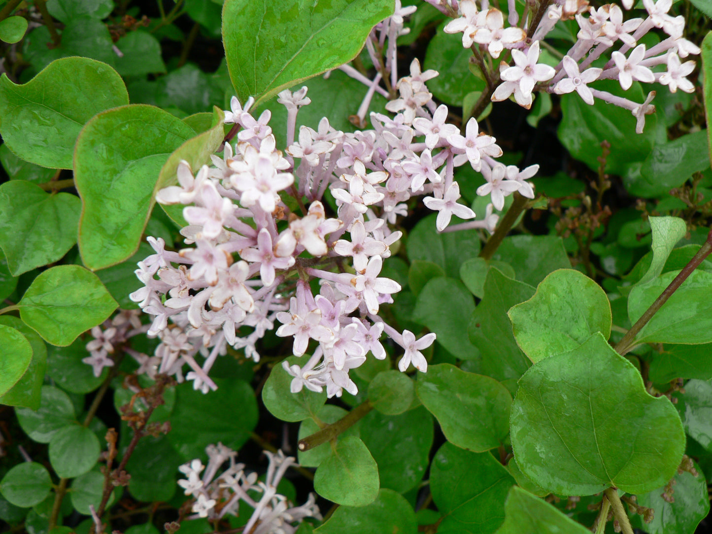 Syringa Palibin - AGM