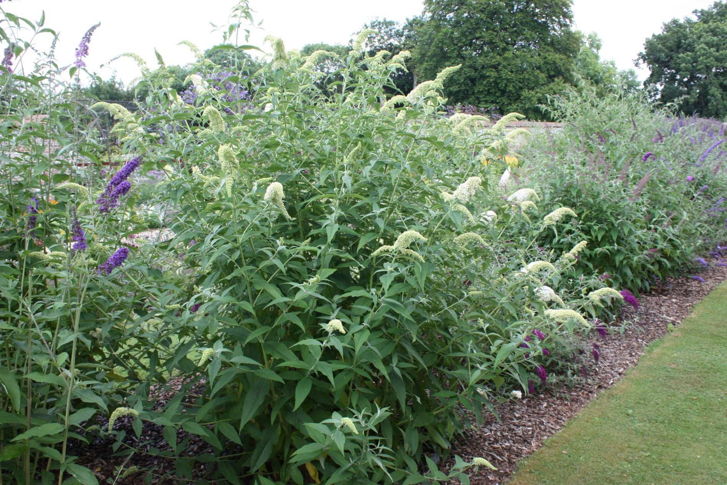 Buddleja (Buddleia) davidii White Profusion - AGM - Champion Plants