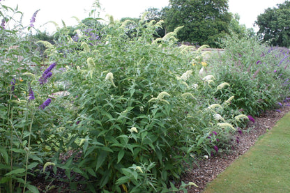 Buddleja (Buddleia) davidii White Profusion - AGM - Champion Plants