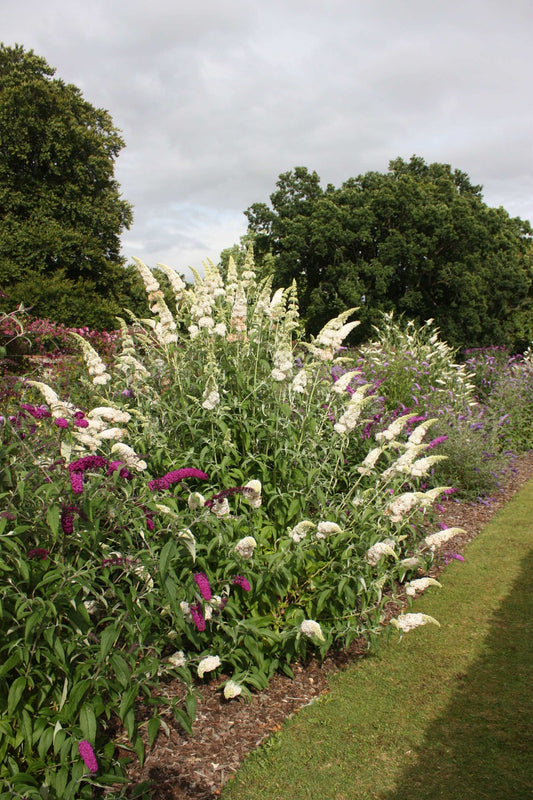 Buddleja (Buddleia) davidii White Profusion - AGM - Champion Plants