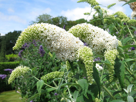 Buddleja (Buddleia) davidii White Wings - Champion Plants