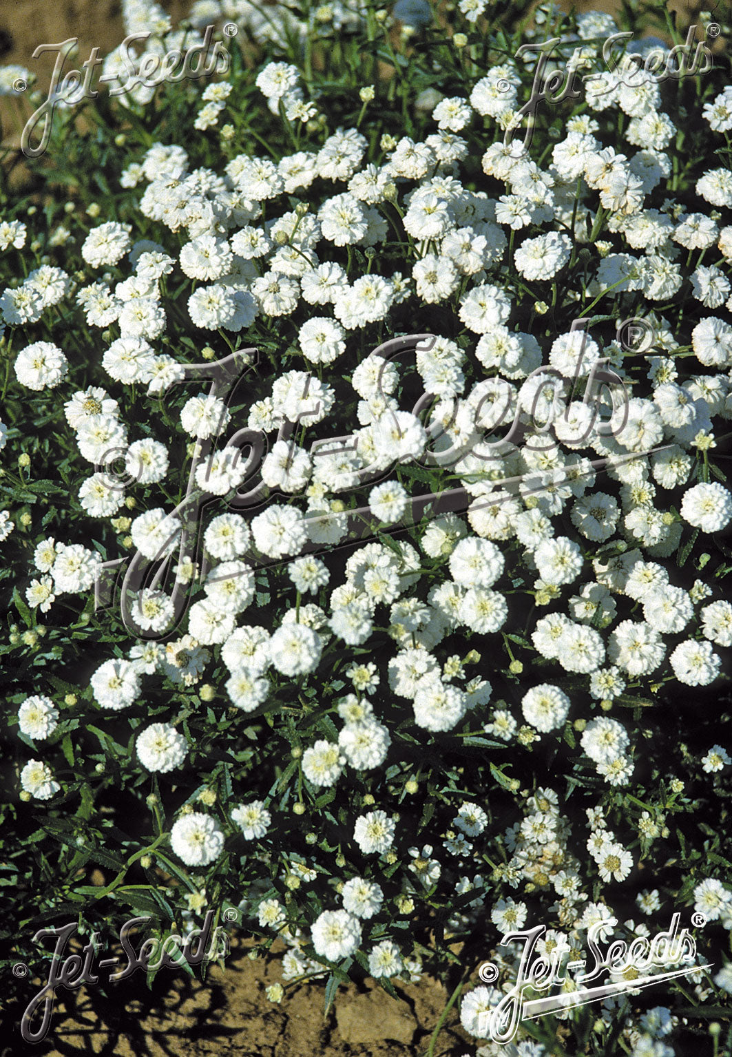 Achillea ptarmica 'The Pearl'