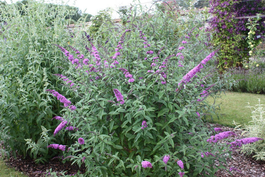 Buddleja (Buddleia) Border Beauty - Champion Plants