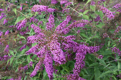 Buddleja davidii Camberwell Beauty AGM - Champion Plants