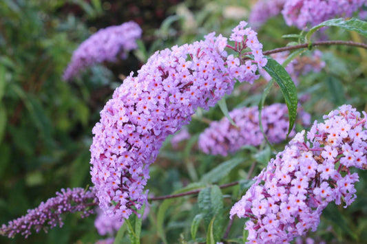 Buddleja (Buddleia) davidii Gonglepod - Champion Plants