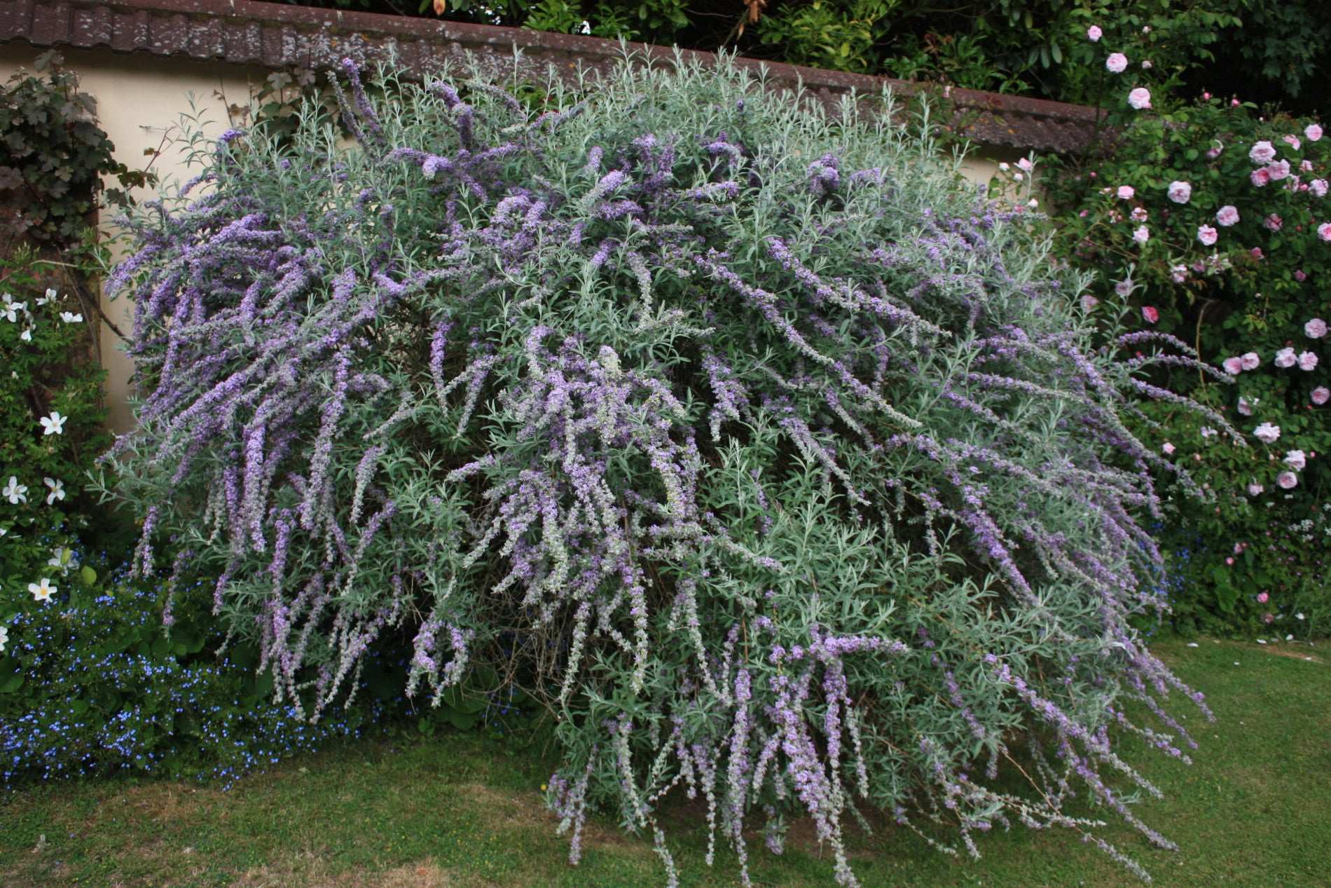 Buddleja (Buddleia) alternifolia - AGM - Champion Plants