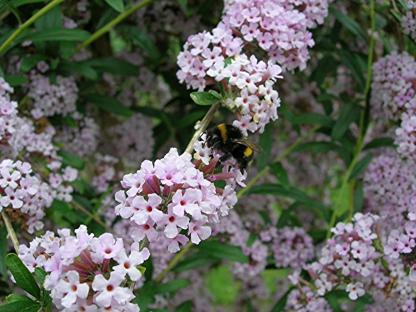 Buddleja (Buddleia) alternifolia - AGM - Champion Plants