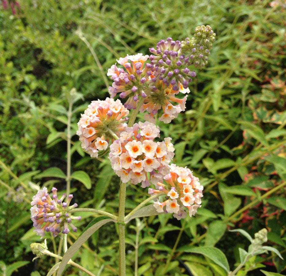 Buddleja (Buddleia) x weyeriana Moonlight - Champion Plants