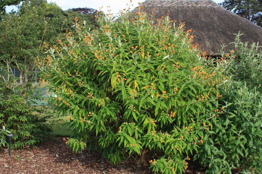 Buddleja (Buddleia) globosa - AGM - Champion Plants