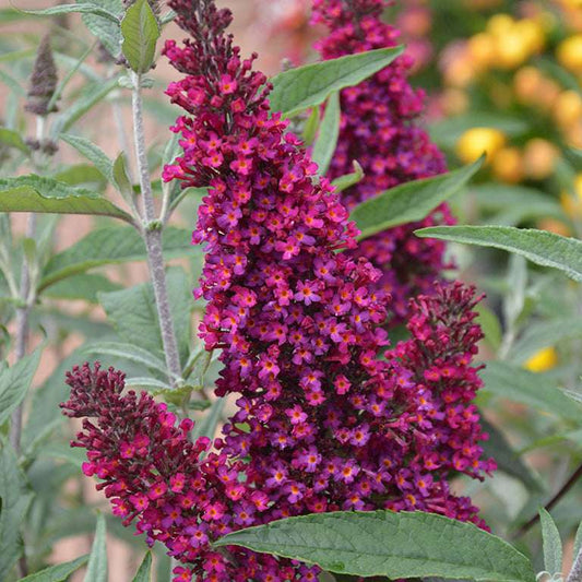 Buddleja (Buddleia) davidii Buzz Wine - Dwarf Buddleja - Champion Plants