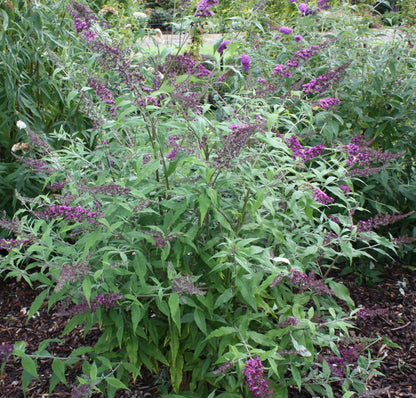 Buddleja davidii Camberwell Beauty AGM - Champion Plants