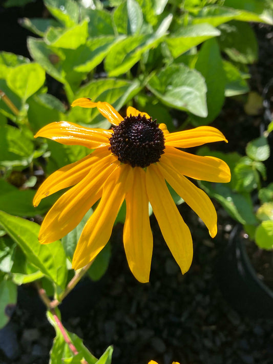 Rudbeckia fulgida var. sullivantii Goldsturm - AGM - Champion Plants