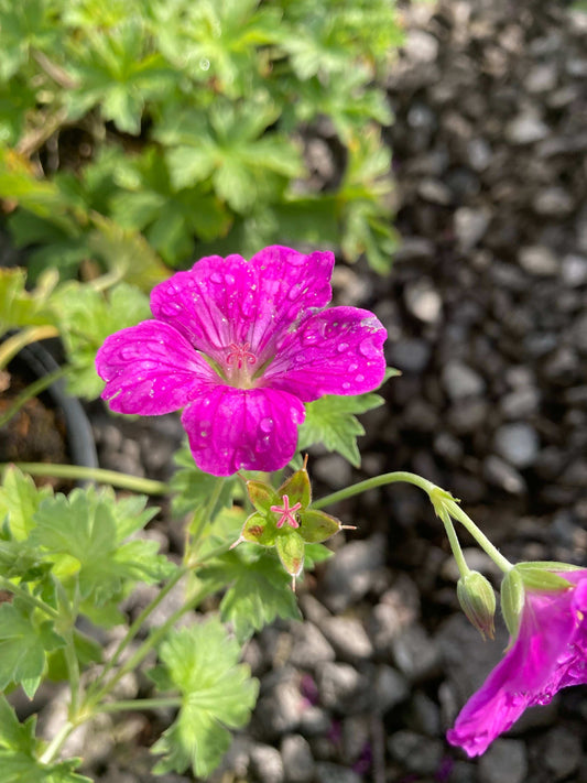 Geranium Russel Pritchard - Champion Plants