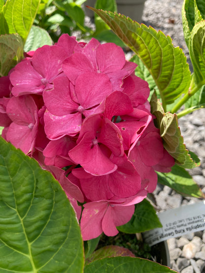 Hydrangea macrophylla King George - Champion Plants