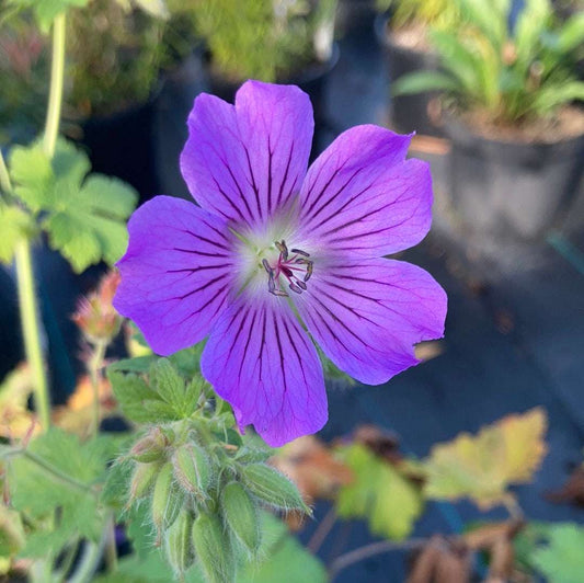 Geranium Sirak - Champion Plants