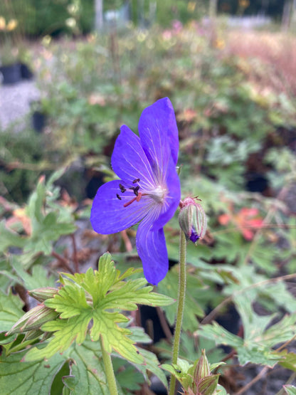 Geranium Johnsons Blue - Champion Plants