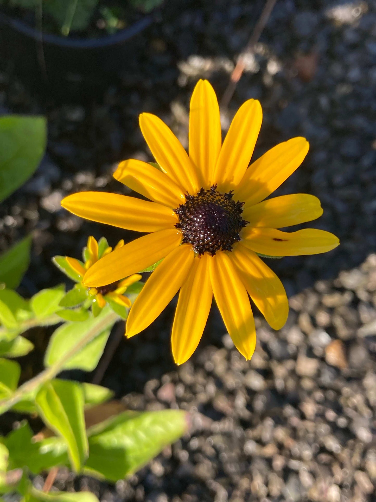 Rudbeckia fulgida var. deamii  - AGM - Champion Plants