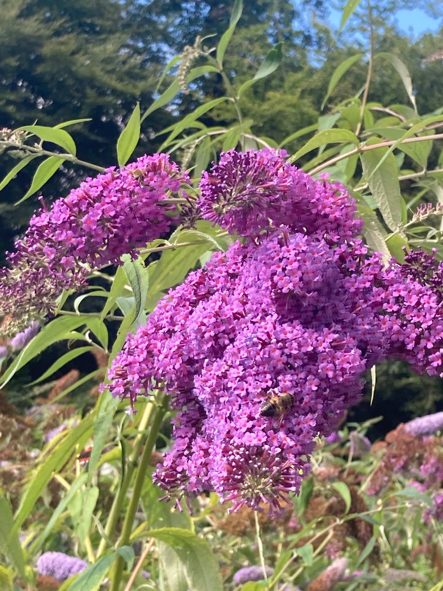 Buddleja (Buddleia) davidii Dartmoor - AGM - Champion Plants