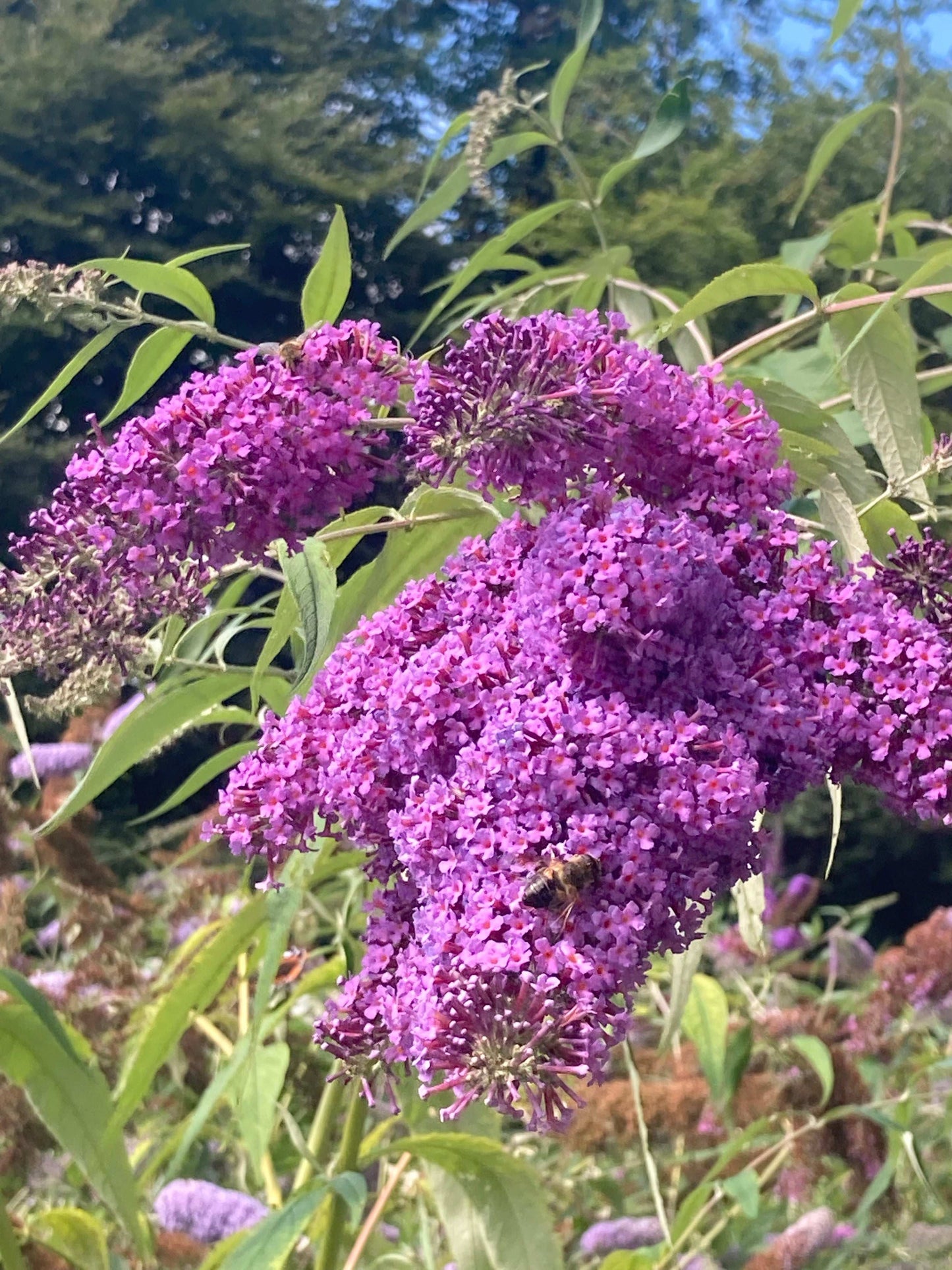 Buddleja (Buddleia) davidii Dartmoor - AGM - Champion Plants