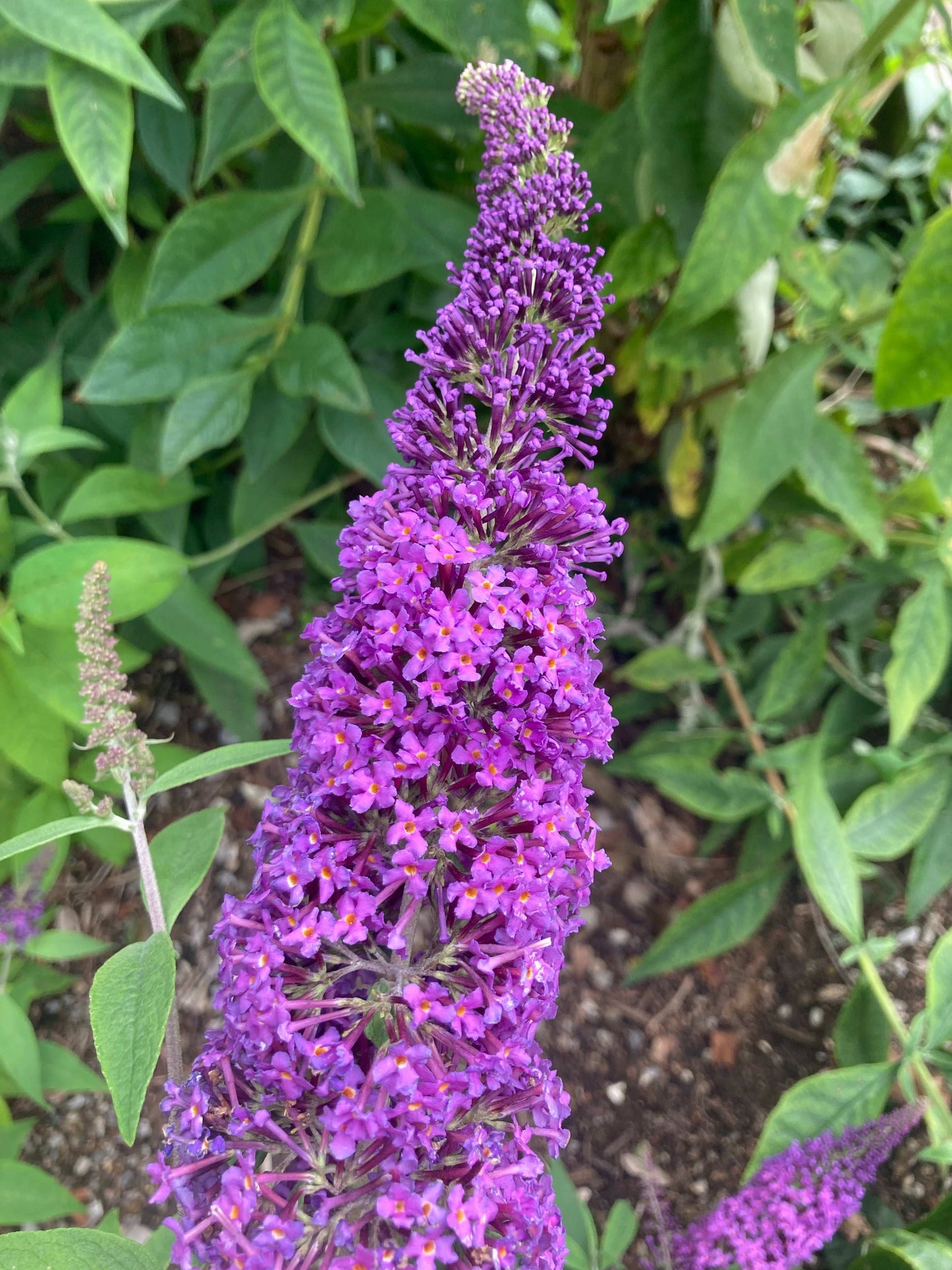 Buddleja (Buddleia) davidii Purple Champion - Champion Plants